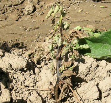 Plants that grow from infected seed often die shortly after emergence. Symptoms include: inky black stem below ground, sometimes extended far above ground; and wilting of leaves or entire stems.