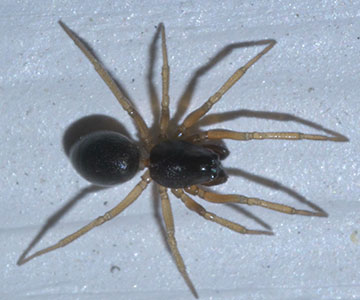 Dwarf spider - about 1/10