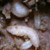 Eumerus-strigatus-maggots-viii-2006-2-1024x1024.jpg