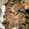 Euxesta-larvae-x-2007-1-1024x1024.jpg