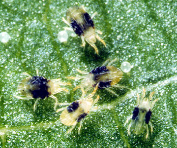 Spider mite and eggs on a potato leaf.