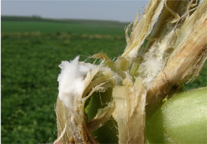 Infected stems often have fluffy white mold, hence the name of the disease.