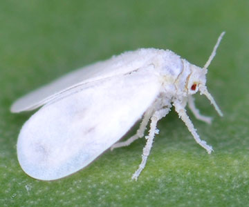Whitefly adult (~1mm long)