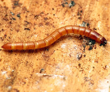 Wireworms are found in the field. Each is about 1 inch long.