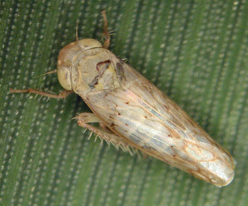 Beet Leafhopper