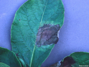 Leaf infections show areas of dead or dying tissue surrounded by a pale halo. Lesions are not delimited by leaf veins. Also, note the whitish sporulation of the pathogen around the dead tissue.