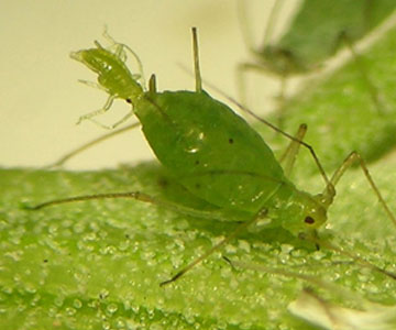This potato aphid was giving birth on the weed called lambsquarters.